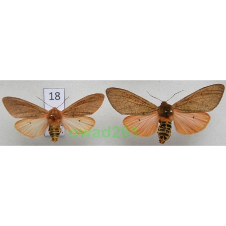 Teracotona clara rubiginea (de Toulgoët, 1977) pair Etiopia18 RARE!!!